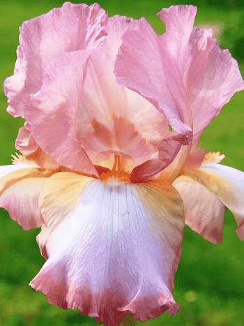 Ирис германский Pink Horizon