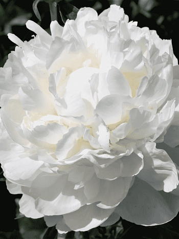 Пион Молочноцветковый White