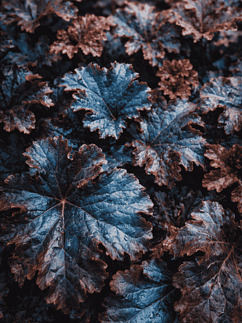 Гейхера World Caffe Espresso