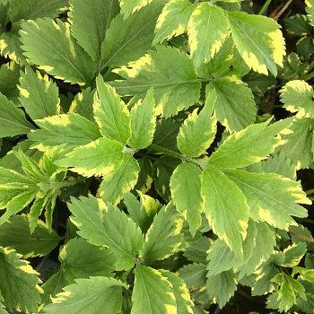 Бузина (Бузок) черная Golden Spark
