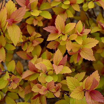 Спирея японская Литтл Флейм Спирея японская Литтл Флейм