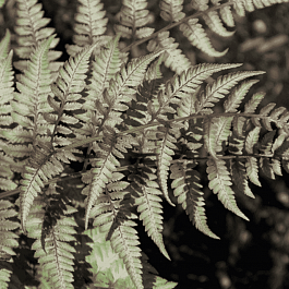 Кочедыжник ниппонский Red beauty
