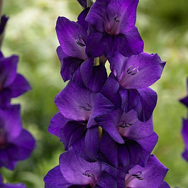 Гладиолус крупноцветковый Момбаса