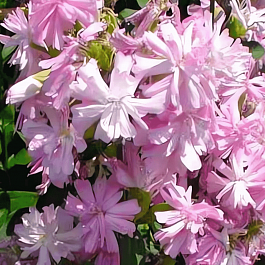 Мыльнянка лекарственная Rosea Plena