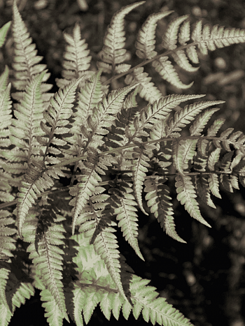 Кочедыжник ниппонский Red beauty