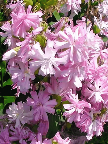 Мыльнянка лекарственная Rosea Plena