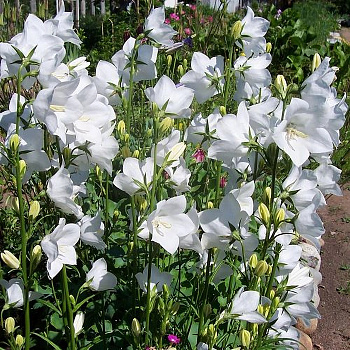 Колокольчик персиколистный Такион Вайт