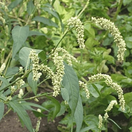 Горец развесистый