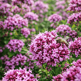 Душица обыкновенная Rosenkuppel