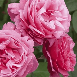 Роза чайно-гибридная Anton Tchekhov