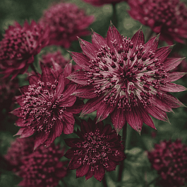 Астранция большая Ruby Cloud