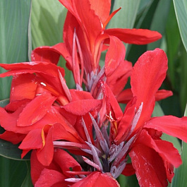 Канна зеленолистная Бриллиант