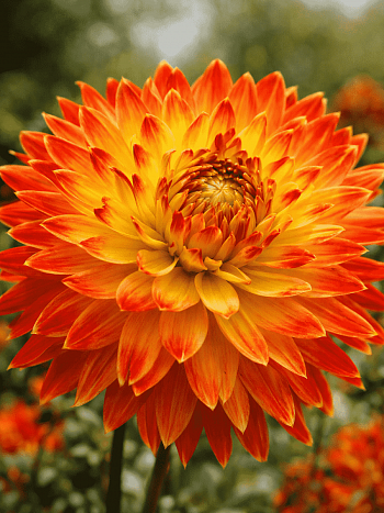 Георгина Procyon