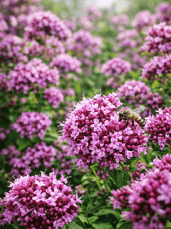Душица обыкновенная Rosenkuppel