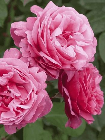 Роза чайно-гибридная Anton Tchekhov