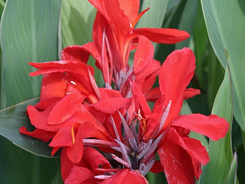 Канна зеленолистная Бриллиант