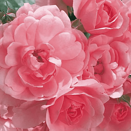 Роза флорибунда Детство