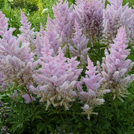 Астильба Арендса Гиацинт
