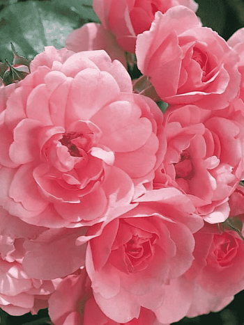 Роза флорибунда Детство