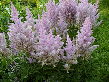 Астильба Арендса Гиацинт