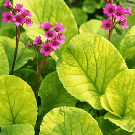 Бадан гибридный Галина Серова