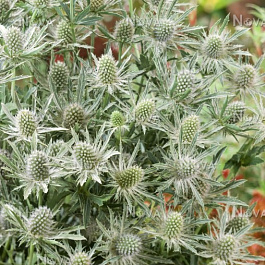 Синеголовник плосколистный Сильвер Салентино