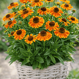 Гелениум гибридный Short and Sassy