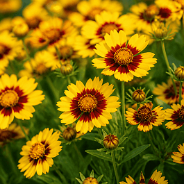 Кореопсис крупноцветковый Andiamo Yellow Red