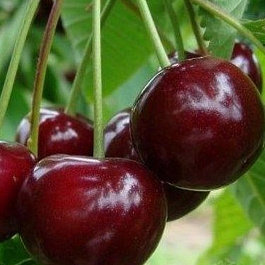 Вишня обыкновенная Игрушка (Дюк)