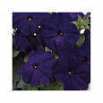 Петуния грандифлора Аладдин Синяя