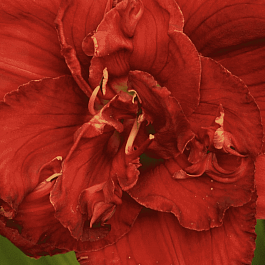 Лилейник Rediculous