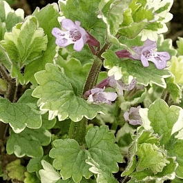 Будра плющевидная Variegata