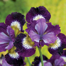 Ирис сибирский Контраст ин стайлз