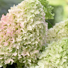 Гортензия метельчатая Мэджикал Лайм Спаркл Гортензия метельчатая Мэджикал Лайм Спаркл