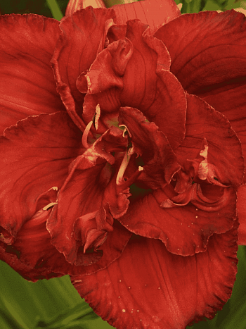 Лилейник Rediculous