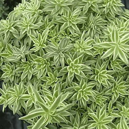 Очиток линейный Variegatum