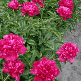 Пион Молочноцветковый Paul M. Wild