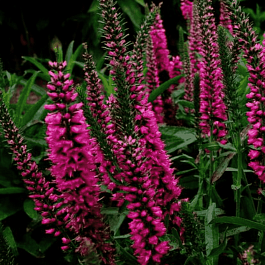 Вероника Red Fox