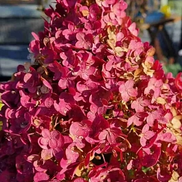 Гортензия метельчатая BJ