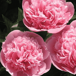 Пион Молочноцветковый Etched Salmon