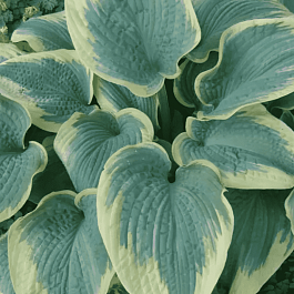 Хоста Robert Frost