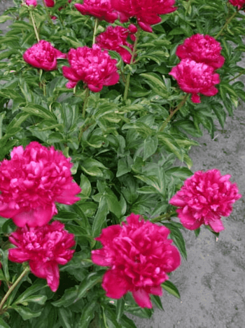 Пион Молочноцветковый Paul M. Wild