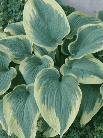 Хоста Robert Frost