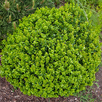 Барбарис Тунберга Коболд