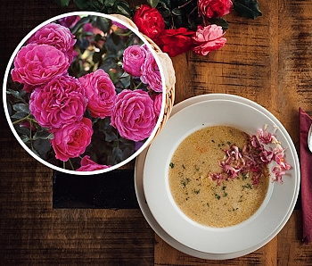 Роза флорибунда Кулинарная Дольче