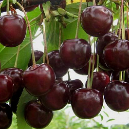 Вишня обыкновенная Октава