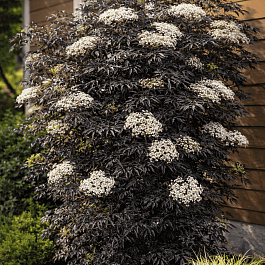 Бузина черная Black Lace