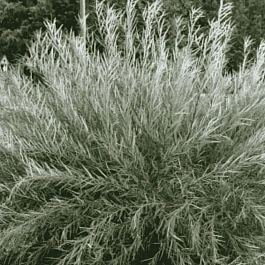 Ива розмаринолистная