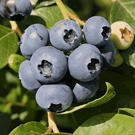 Голубика высокорослая  Chanticleer