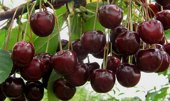 Вишня обыкновенная Октава